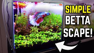 Easy Aquascape for Betta Fish - Beginner's Guide to a Beautiful Betta Tank!