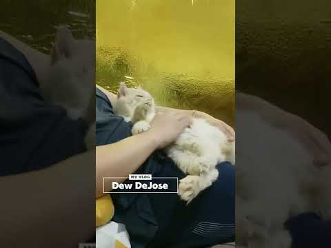 How Do Cats Show affection?