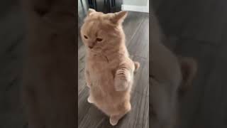 Download lagu kucing lucu - protes,wajahnya merengut kelihatan marah mp3 Download lagu kucing lucu - protes,wajahnya merengut kelihatan marah mp3