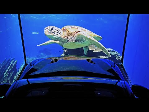 Видеообзор