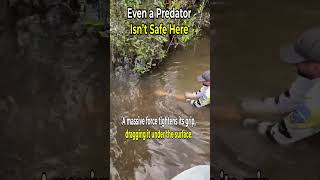 Even a Predator Isn’t Safe Here