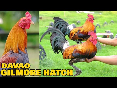 Beautiful Gilmore Hatch Goldenboy Sweater Forever Xandro Farm Davao