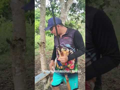 CBC Calibre 28 #pesca #pescaria #caca #caçada #cbc #amazonas #autazes #riomutuca #tucunare #aves