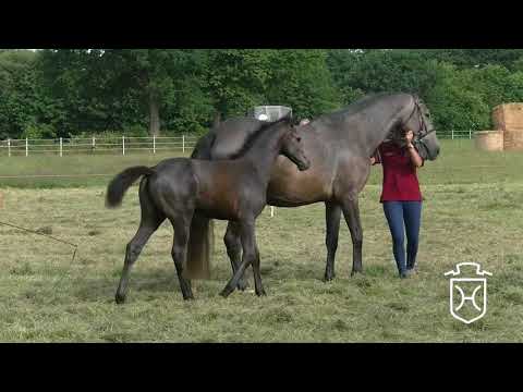 IZ159 Stutfohlen von Numero Uno   Connor   Cassini I