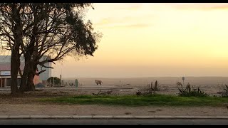Desert Paradise [NL Trailer]