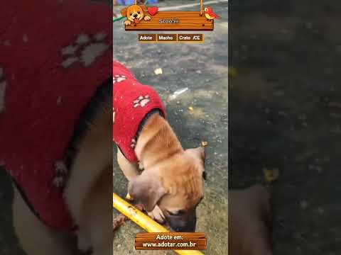 Vídeo de Scooby 
