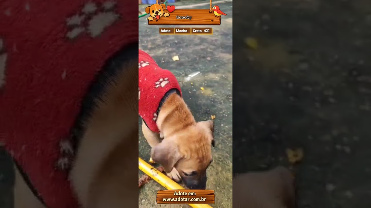 Cachorro raça SRD-ViraLata idade 2 a 6 meses nome Scooby 