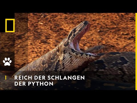 REICH DER SCHLANGEN - Der Python | National Geographic