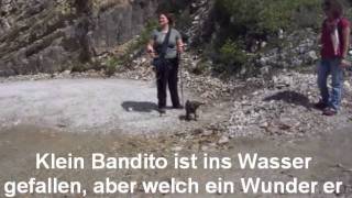 Der kleinste Tibet Terrier Gipfelstürmer
