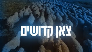 YOM TOV LIPA  | 16  Tzon Kodushim - צאן קדושים