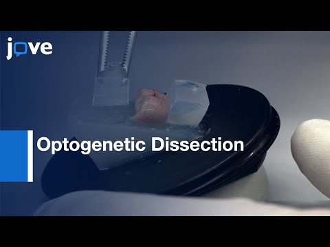 Optogenetic Dissection of Fear Circuits in Brain Circuits | Protocol Preview