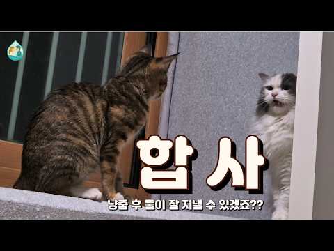 냥줍 후 합사 이야기