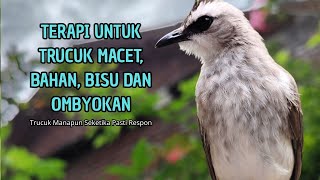 Download lagu Trucukan GACOR ngalas ROPEL PANJANG suara alam AMPUH buat pancingan jadikan trucuk Gacor GARUDA mp3 Download lagu Trucukan GACOR ngalas ROPEL PANJANG suara alam AMPUH buat pancingan jadikan trucuk Gacor GARUDA mp3