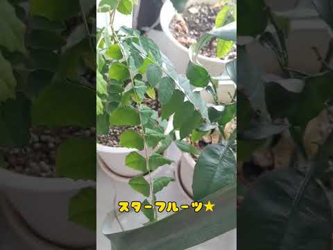 あなたの庭で鳥が何を食べるかを調べてください！種、果物、その他たくさんの驚きがあります!  庭園