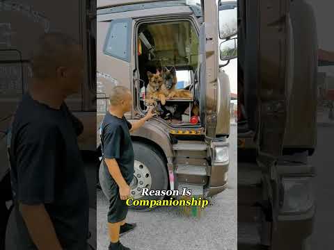 What Makes Dogs So Valuable to Truck Drivers?#TruckDriver #TruckLife #TruckCulture #Knowledge