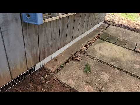 Skunk Decides to Live Under the Shed in Gladstone, NJ