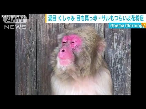 サルの行動は研究者に衝撃を与える - これまでに見たことのないもの