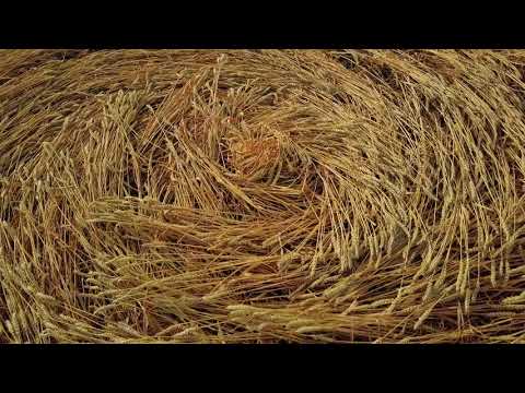 Etchilhampton CROP CIRCLE 11.8.2018 4K