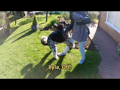 Dog Humping Funny