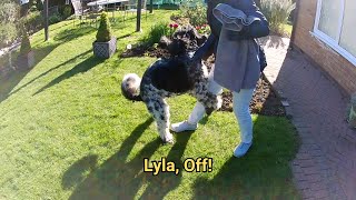 Funny Dog Humps Owner's Leg (Try Not to Laugh) 🤣 🤣