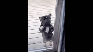 Dancing dog gif compilation