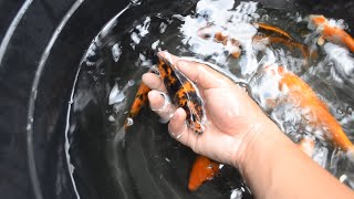 CATCHING KOI FISH AND SELLING THEM