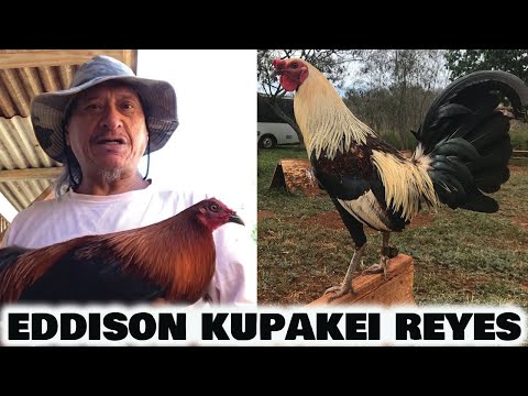 BLACK FRIDAY - HAWAII Beautiful Black Birds Grey Eddison Kupakei Reyes Farm