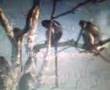 Funny Monkey Sex