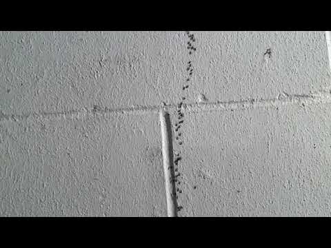 Basement Full of Ants in Little Silver, NJ