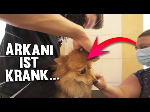 Arkani needs to see a doctor... Do we have to cancel the van trip?!😭😢