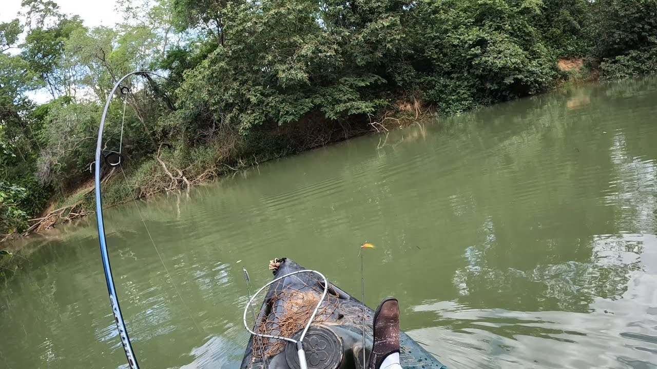 O CARDUME ESTAVA SUBINDO O RIO E HAVIA PEIXES POR TODOS OS LADOS! Pescaria de pacu e matrinxã
