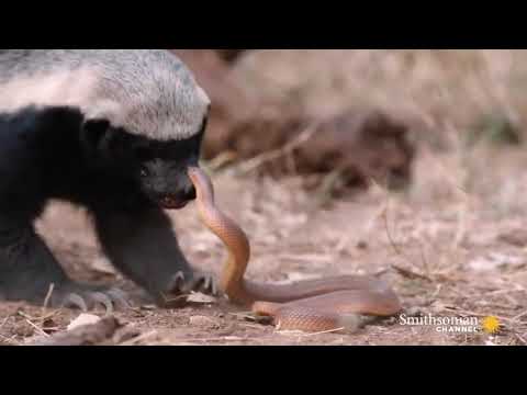 yadda dage yake farautar macizai abin ba kyau