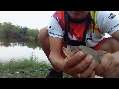 Pescando en el Riachuelo Corrientes, Dos especies diferentes de palometas, tararira y chanchitas
