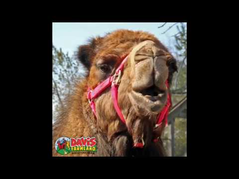 Happy Birthday Leila