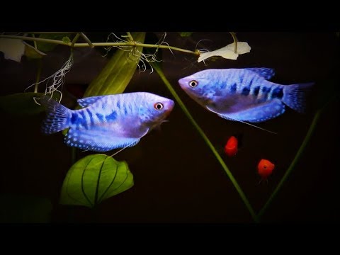 Watch Video on YouTube
