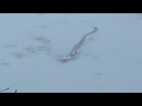 Giant Worm: Iceland's Loch Ness Monster?