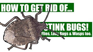 How To Get Rid Of Stink Bugs, Flies, Wasps, & Lady Bugs Guaranteed (3 Easy Steps)