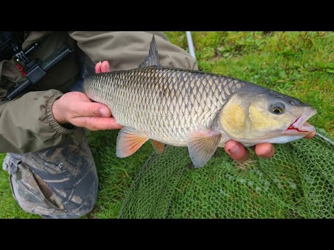 River trent chub and zander fishing! NEW PB'S!!!