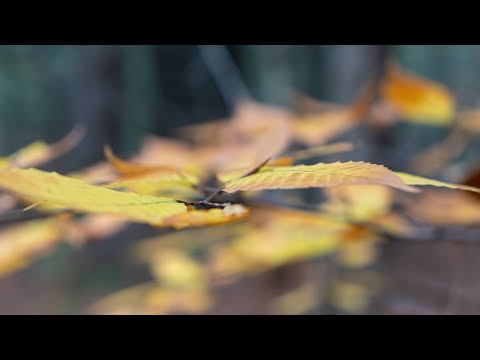 Sony A7RII may be all you need in 2023