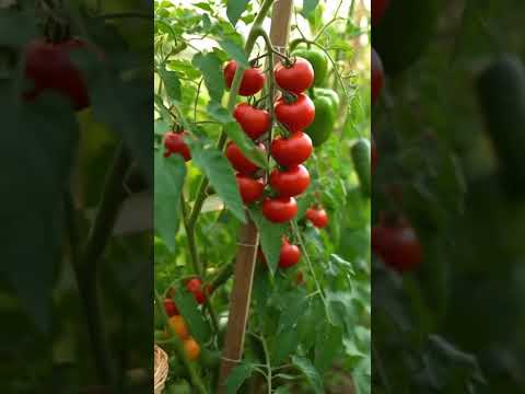 Faça isso em casa → tomate, pepino e pimentão juntos