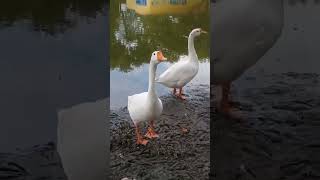 Download lagu mujrim na kahana mujhe logo 💚💚❤️❤️ mp3