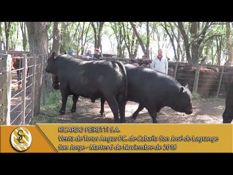 06-11-18 Venta de Toros Angus PC Cab. San José de Lagrange - Ricardo Peiretti S.A. - San Jorge