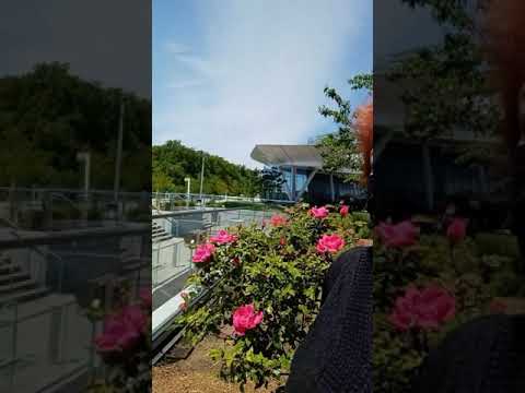 Najia's love 💘 ❤ 💕 For Flowers 💐 😍 💕 ❤ 🌹 🥀 🏵 💐 🌹 🥀 🏵