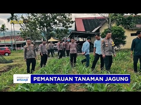 POLRES KERINCI PANTAU PERKEMBANGAN TANAMAN JAGUNG