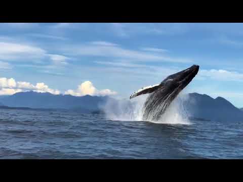 A Humpback Whale Breaches in Tofino, B.C. and Performs a Full 360-Degree Spin