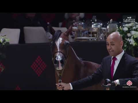 N 155 AROUB AL HAMAD   Abu Dhabi International AHC 2025   Mares 4+ Years Old Section B Class 4B