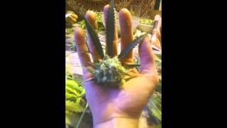 SUPERJOINT RITUAL/The Introvert