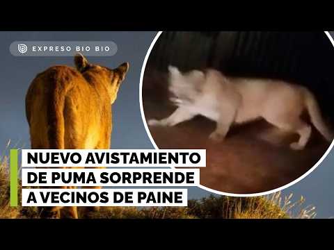 Puma suelto en Paine: registran nuevo avistamiento y qué hacer si te lo cruzas