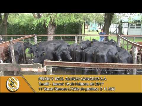 16-02-17 Venta de Vientres - Pedro y Raul Alonso Ganados S.A. - Tandil.