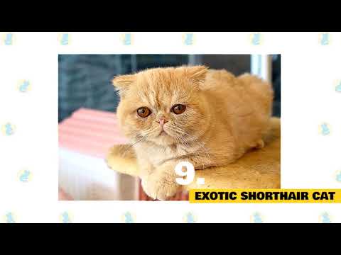 Cats 101   Best Cat Breeds for Cuddling